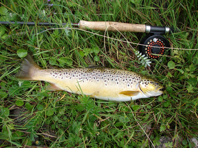 Loch Stilligarry Trout